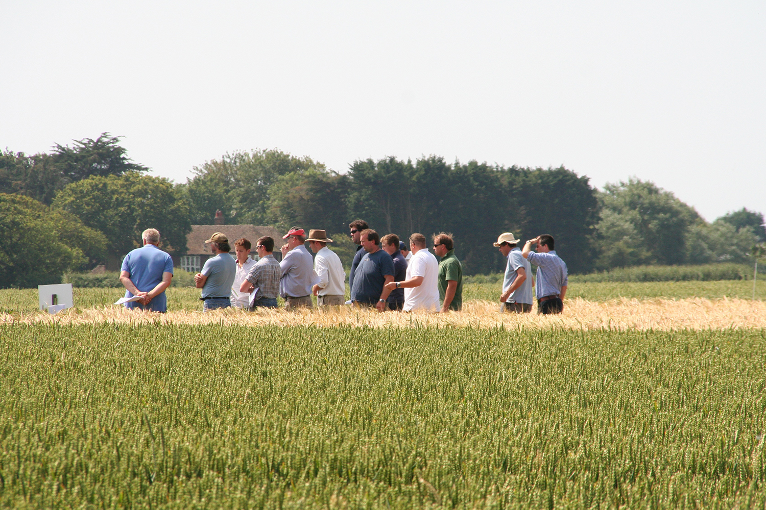 ccc-agronomy-crop-walking-ccc-agronomy