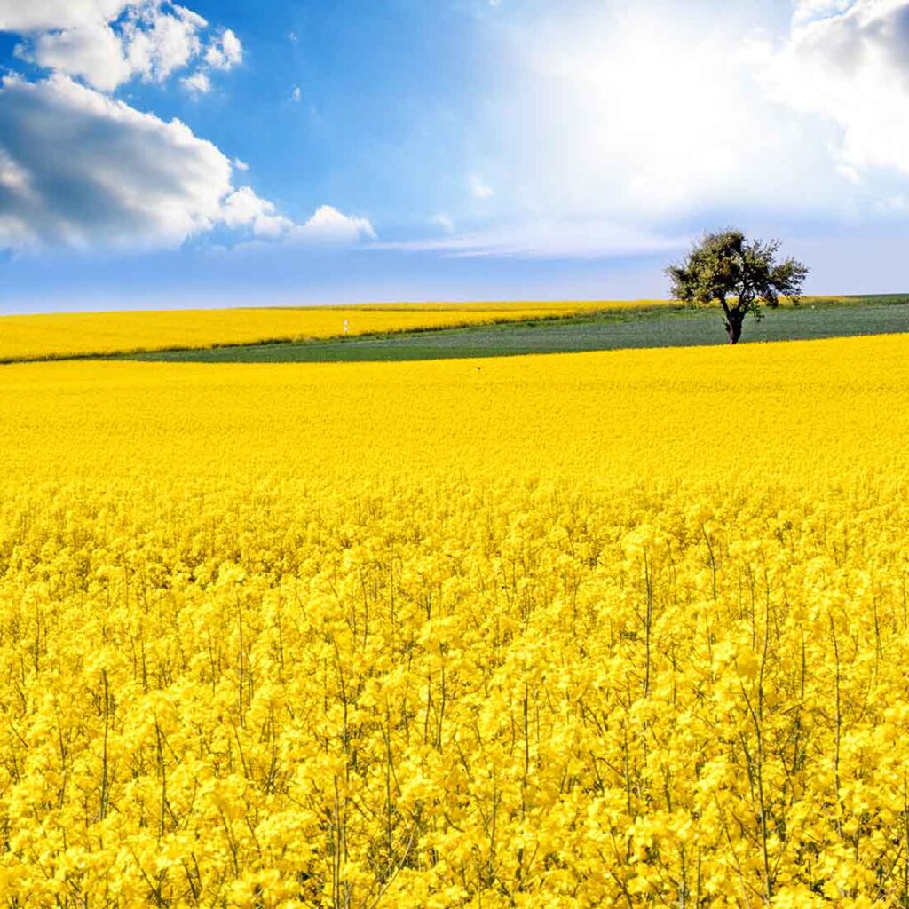 About Us CCC Agronomy