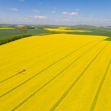 Seedbeds have been fantastic