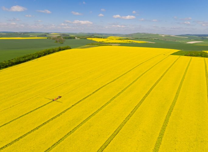 Seedbeds have been fantastic