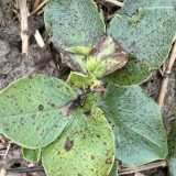 Chocolate Spot will continue to be a threat if wet weather