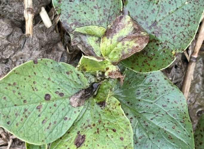 Chocolate Spot will continue to be a threat if wet weather