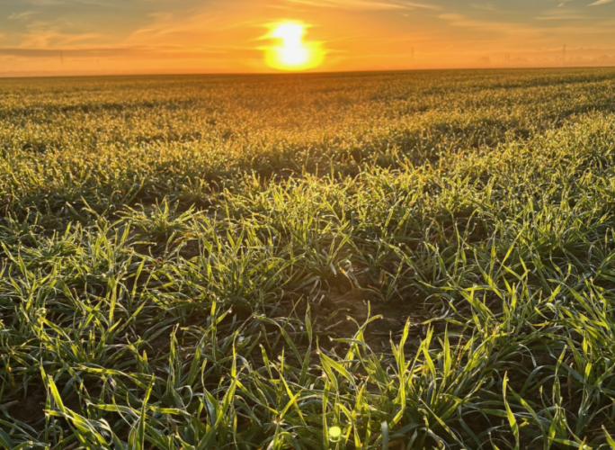 Test fields to measure soil mineral nitrogen