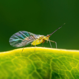 Aphids Seem To Be In Abundance
