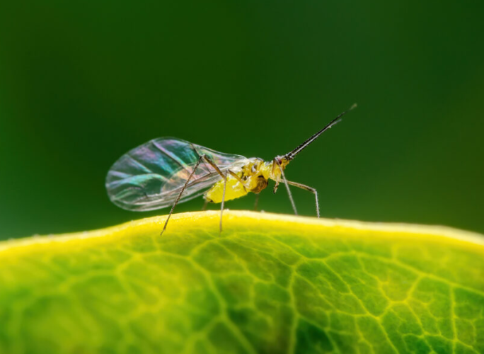 Aphids Seem To Be In Abundance