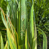 Aphid Armageddon