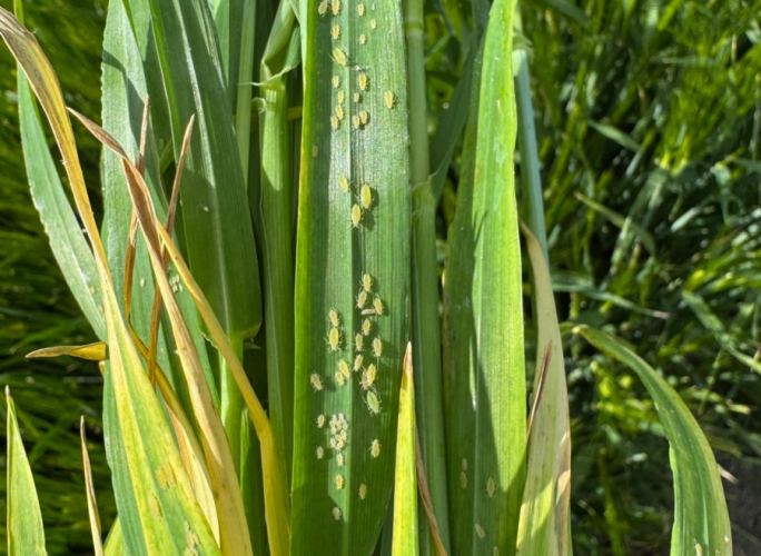 Aphid Armageddon