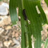Beet Armyworm Damage Most Severe Recorded to Date