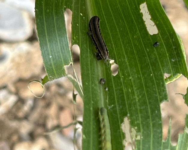 Beet Armyworm Damage Most Severe Recorded to Date